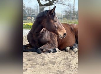 Deutsches Reitpferd, Wallach, 13 Jahre, 165 cm, Brauner