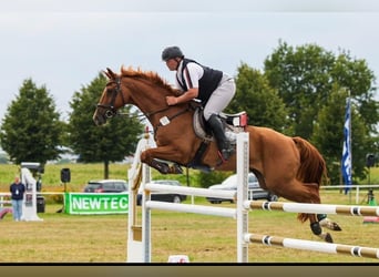 Deutsches Reitpferd, Wallach, 13 Jahre, 165 cm, Fuchs
