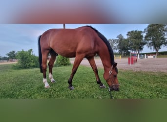 Deutsches Reitpferd, Wallach, 13 Jahre, 169 cm, Brauner