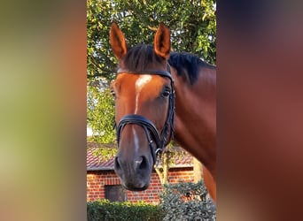 Deutsches Reitpferd, Wallach, 13 Jahre, 169 cm, Brauner