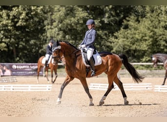 Deutsches Reitpferd, Wallach, 13 Jahre, 170 cm, Brauner