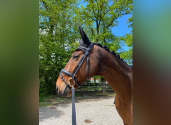 Deutsches Reitpferd, Wallach, 13 Jahre, 180 cm, Brauner