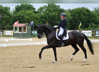 Deutsches Reitpferd, Wallach, 13 Jahre, Rappe