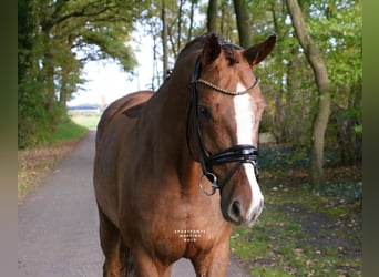 Deutsches Reitpferd, Wallach, 14 Jahre, 165 cm, Dunkelfuchs