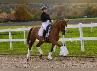 Deutsches Reitpferd, Wallach, 14 Jahre, 165 cm, Dunkelfuchs