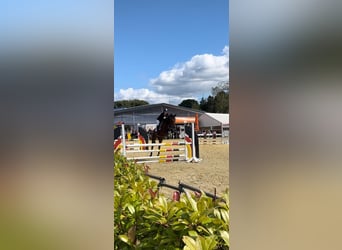 Deutsches Reitpferd, Wallach, 14 Jahre, 166 cm, Brauner