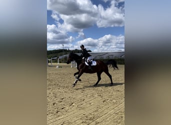 Deutsches Reitpferd, Wallach, 14 Jahre, 166 cm, Brauner