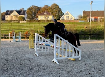 Deutsches Reitpferd, Wallach, 14 Jahre, 166 cm, Brauner