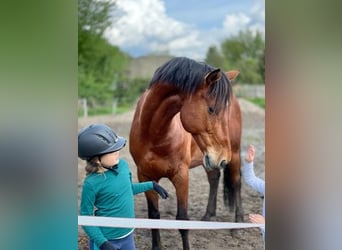 Deutsches Reitpferd, Wallach, 14 Jahre, 166 cm, Brauner