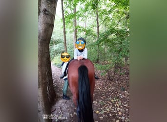 Deutsches Reitpferd, Wallach, 14 Jahre, 166 cm, Brauner