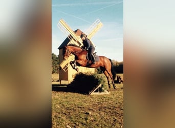 Deutsches Reitpferd, Wallach, 14 Jahre, 166 cm, Brauner