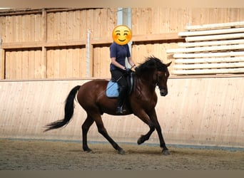 Deutsches Reitpferd, Wallach, 14 Jahre, 166 cm, Brauner