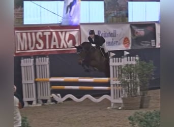 Deutsches Reitpferd, Wallach, 14 Jahre, 166 cm