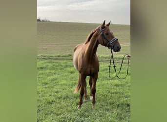 Deutsches Reitpferd, Wallach, 14 Jahre, 172 cm, Fuchs