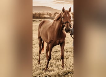 Deutsches Reitpferd, Wallach, 14 Jahre, 172 cm, Fuchs