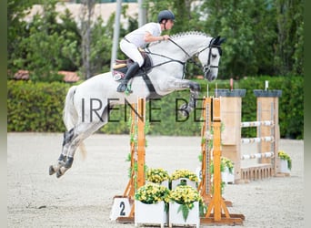 Deutsches Reitpferd, Wallach, 14 Jahre, 176 cm, Rappschimmel