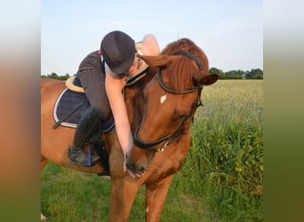 Deutsches Reitpferd, Wallach, 14 Jahre, 183 cm, Fuchs