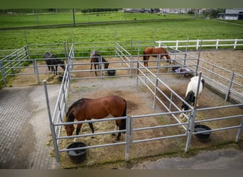 Deutsches Reitpferd, Wallach, 14 Jahre