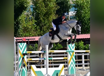 Deutsches Reitpferd, Wallach, 14 Jahre, Schimmel