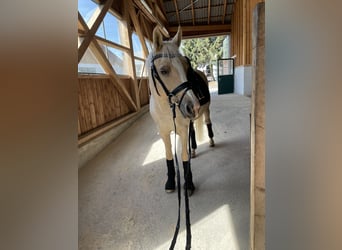 Deutsches Reitpferd, Wallach, 15 Jahre, 147 cm, Palomino