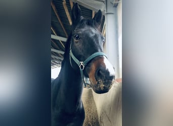 Deutsches Reitpferd, Wallach, 15 Jahre, 160 cm, Brauner