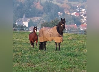 Deutsches Reitpferd Mix, Wallach, 15 Jahre, 160 cm, Brauner