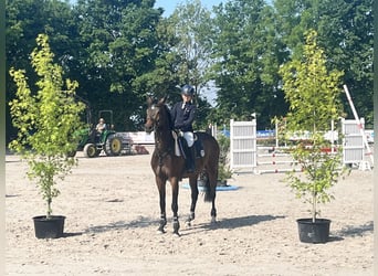 Deutsches Reitpferd, Wallach, 15 Jahre, 160 cm, Dunkelbrauner