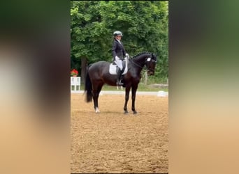 Deutsches Reitpferd, Wallach, 15 Jahre, 162 cm, Dunkelbrauner