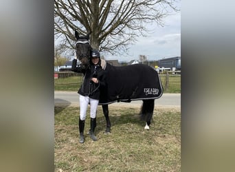 Deutsches Reitpferd, Wallach, 15 Jahre, 162 cm, Dunkelbrauner