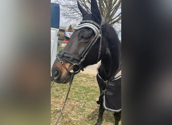 Deutsches Reitpferd, Wallach, 15 Jahre, 162 cm, Dunkelbrauner