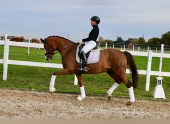 Deutsches Reitpferd, Wallach, 15 Jahre, 165 cm