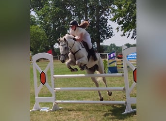 Deutsches Reitpferd, Wallach, 15 Jahre, 170 cm, Schimmel