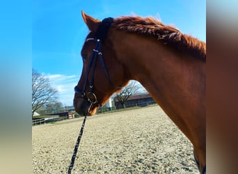 Deutsches Reitpferd, Wallach, 15 Jahre, 172 cm, Fuchs