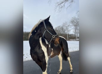 Deutsches Reitpferd Mix, Wallach, 15 Jahre, 174 cm, Schecke