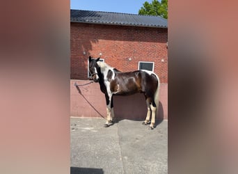 Deutsches Reitpferd Mix, Wallach, 15 Jahre, 174 cm, Schecke