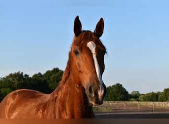 Deutsches Reitpferd, Wallach, 15 Jahre, 175 cm, Fuchs
