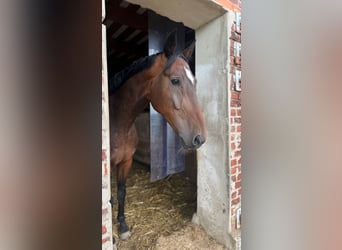 Deutsches Reitpferd, Wallach, 15 Jahre
