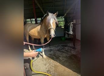 Deutsches Reitpferd, Wallach, 16 Jahre, 142 cm, Falbe
