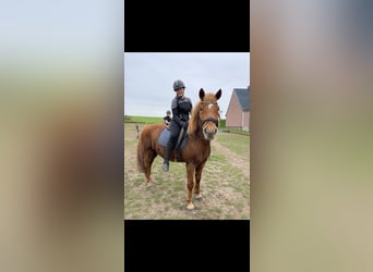 Deutsches Reitpferd, Wallach, 16 Jahre, 150 cm, Fuchs
