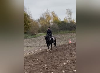 Deutsches Reitpferd, Wallach, 16 Jahre, 160 cm, Schwarzbrauner