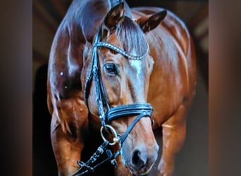 Deutsches Reitpferd, Wallach, 16 Jahre, 166 cm, Brauner
