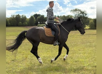 Deutsches Reitpferd, Wallach, 16 Jahre, 168 cm, Dunkelbrauner