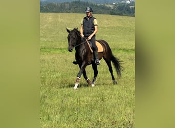 Deutsches Reitpferd, Wallach, 16 Jahre, 168 cm, Dunkelbrauner