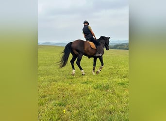 Deutsches Reitpferd, Wallach, 16 Jahre, 168 cm, Dunkelbrauner