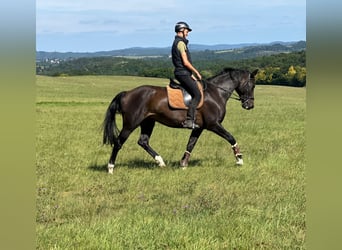 Deutsches Reitpferd, Wallach, 16 Jahre, 168 cm, Dunkelbrauner