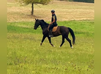 Deutsches Reitpferd, Wallach, 16 Jahre, 168 cm, Dunkelbrauner