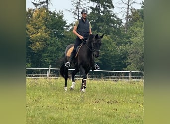 Deutsches Reitpferd, Wallach, 16 Jahre, 168 cm, Dunkelbrauner
