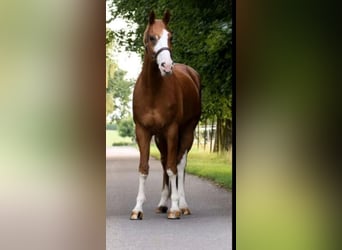 Deutsches Reitpferd, Wallach, 16 Jahre, 170 cm