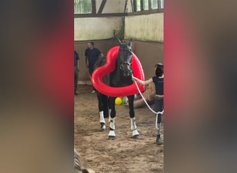 Deutsches Reitpferd, Wallach, 16 Jahre, 172 cm, Rappe