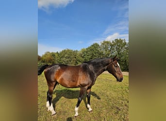 Deutsches Reitpferd, Wallach, 16 Jahre, 173 cm, Brauner